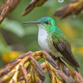 Kolibřík andský (Amazilia franciae) Andean emerald