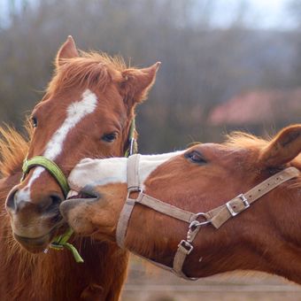 Koňská láska..