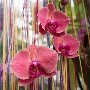 obraz růžových orchidejí