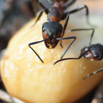 Kterak se mravenci o oříšek hádali