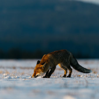 Hladová liška