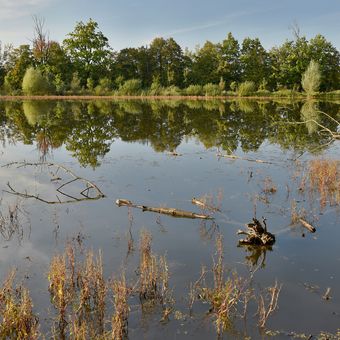 U rybníku v Polance nad Odrou