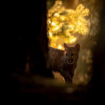 Puma americká (aranžované fotografování)