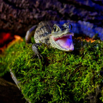 Krokodýlí úsměv