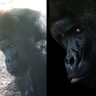 Gorila nížinná (Gorilla gorilla gorilla)