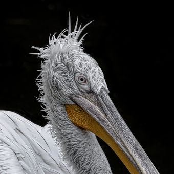 pelikán kadeřavý