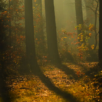 Mystický les