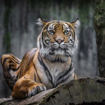 tygr sumaterský - zoo Jihlava