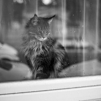 za oknem seděla kočka