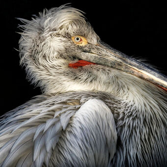 portrét pelikána