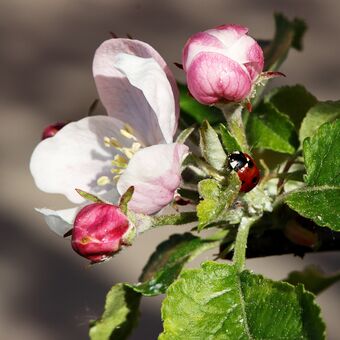 Květ jabloně a beruška