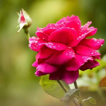 Růžička po dešti
