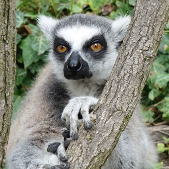 Lemur zvědavěc