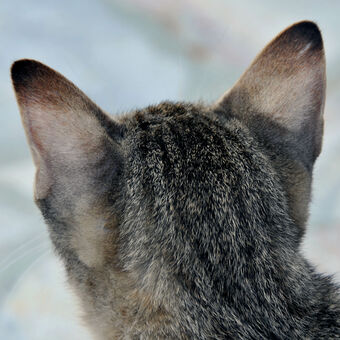 Uši kočičí