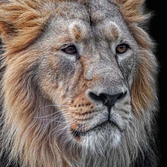 lev indický