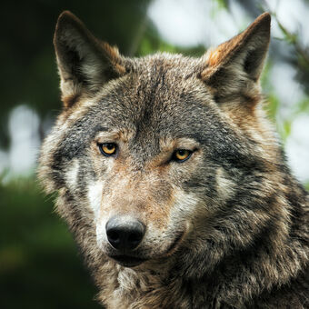 Vlk euroasijský