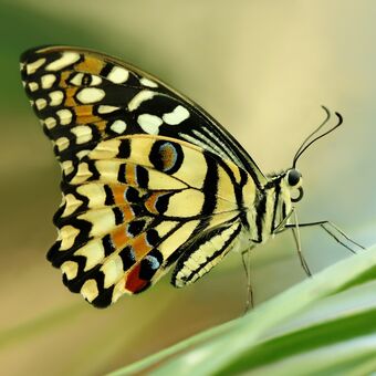 Otakárek citrusový- ( Papilio demoleus)
