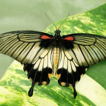 Papilio memmon