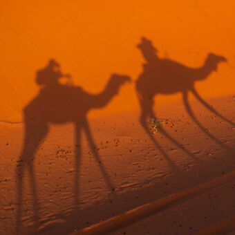 Stíny pouště