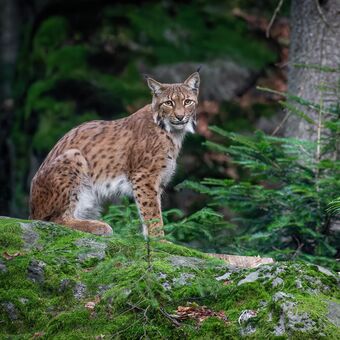 Rys ostrovid Lynx lynx