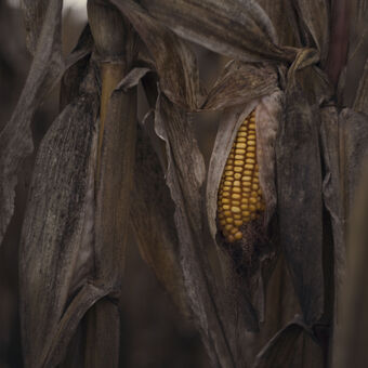 Podzimní kukuřice
