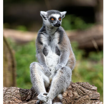 Lemur Kata