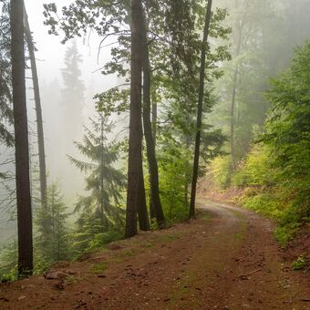 Lesní  cestou