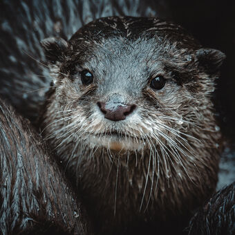 Otter (Aonyx cinerea)
