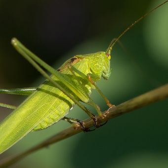 Phaneroptera falcata - kobylka křídlatá