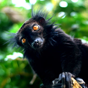 Lemur černý