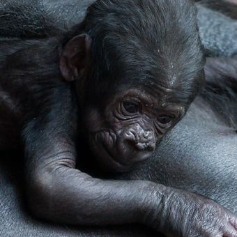Gorilí miminko a jeho šťastná maminka