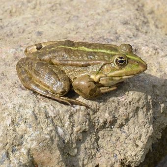 Sedí žába na kameni...