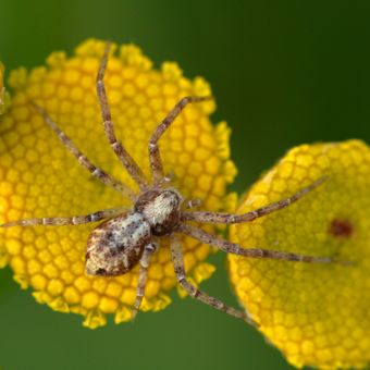 Pavouk na zlatých ostrovech