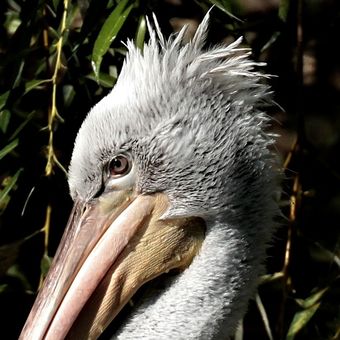 Portrét pelikána