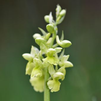 První letošní orchidej (Vstavač bledý - Orchis pallens)