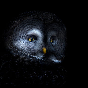 Owl in black