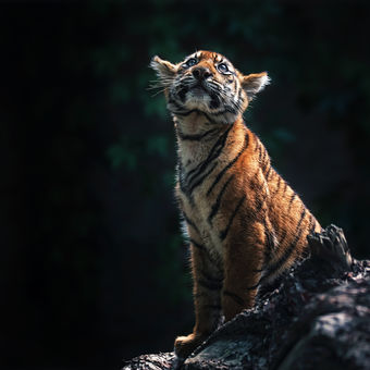 Tygr sumaterský mládě