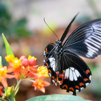Filipínský motýl
