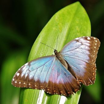 Motýl Morpho