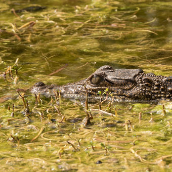 krokodýlí mládě