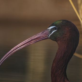 Ibis hnědý (Plegadis falcinellus)
