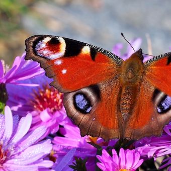 Barevný podzim motýlí