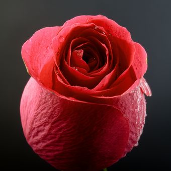 Ruža 4