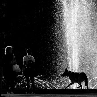 Pes a fontána