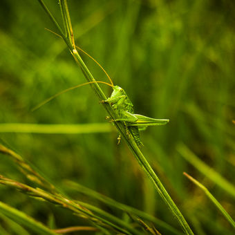 Kobylka v trávě