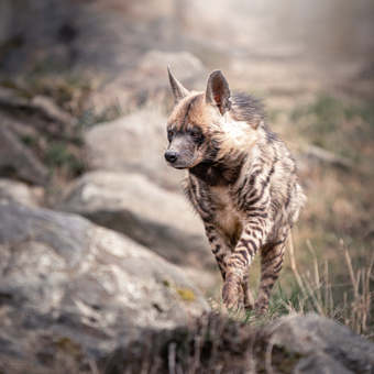 Hyena Žíhaná