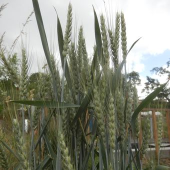 Malý obrazový atlas rostlin: Pšenice setá