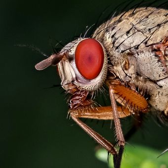 Hmyzák