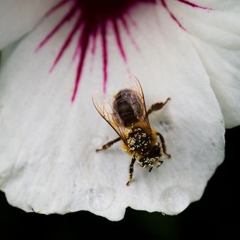 Včelka na květu