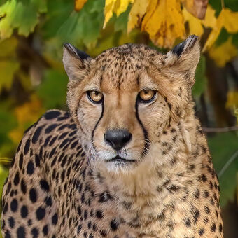 gepard štíhlý